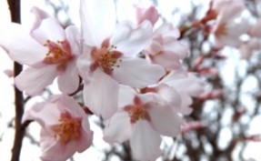 軽井沢 桜速報