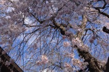 2014特集 vol.4 軽井沢 桜スポット特集 2014特集 vol.4 軽井沢 桜スポット特集