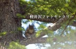 軽井沢フォトギャラリー