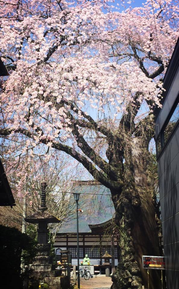 軽井沢 桜開花速報 15 4 26 旧軽井沢 神宮寺 記事 軽井沢観光協会公式ホームページ Karuizawa Official Travel Guide