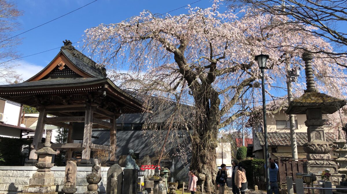 軽井沢 桜開花速報 18 4 15 旧軽井沢 神宮寺 記事 軽井沢観光協会公式ホームページ Karuizawa Official Travel Guide
