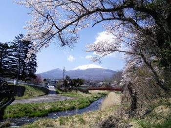 軽井沢 桜開花速報 18 4 19 中軽井沢の湯川から眺める浅間山 記事 軽井沢観光協会公式ホームページ Karuizawa Official Travel Guide