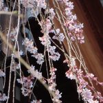 桜開花情報 最新情報 軽井沢観光協会公式ホームページ Karuizawa Official Travel Guide