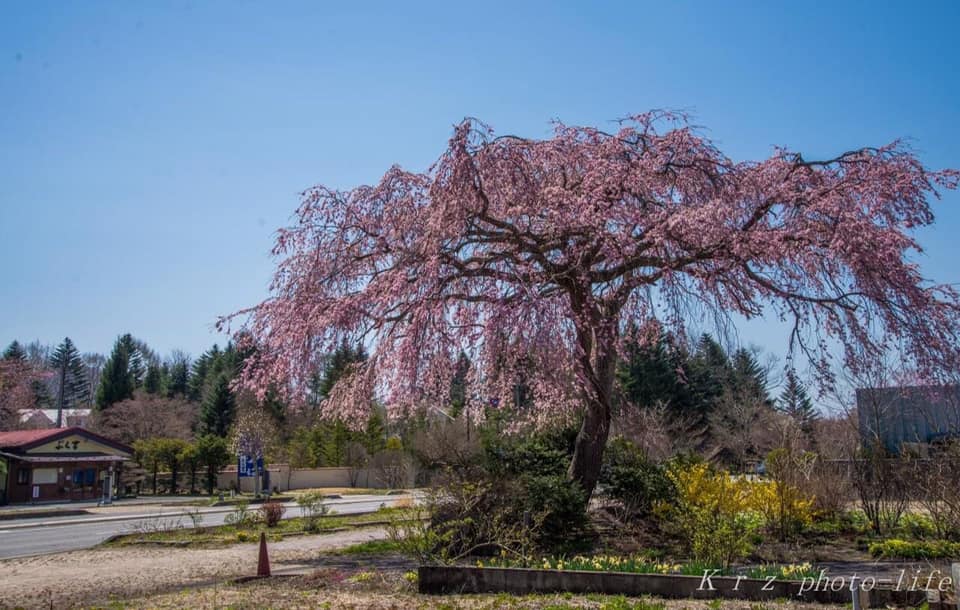 2021桜開花速報 4/20・21・23 軽井沢駅北口・プリンス通り・ロータリー・塵芥処理場 | 記事 | 軽井沢観光協会公式ホームページ ...